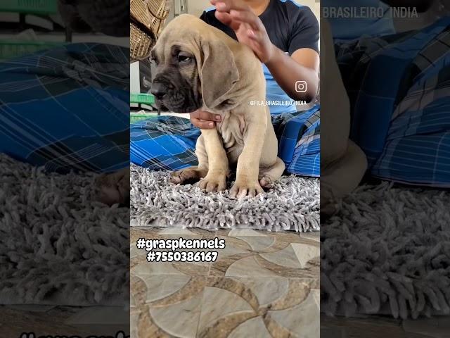 #filabrasileiro #graspkennels #7550386167 #cute #video #videooftheday #funny #giant #giants #love