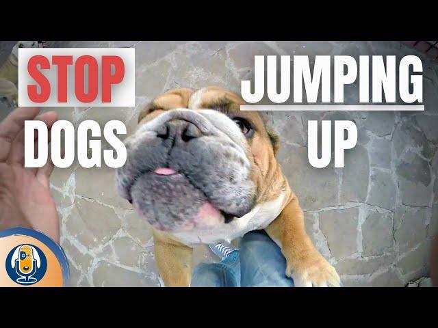 How To Stop Dogs Jumping Up On People #121