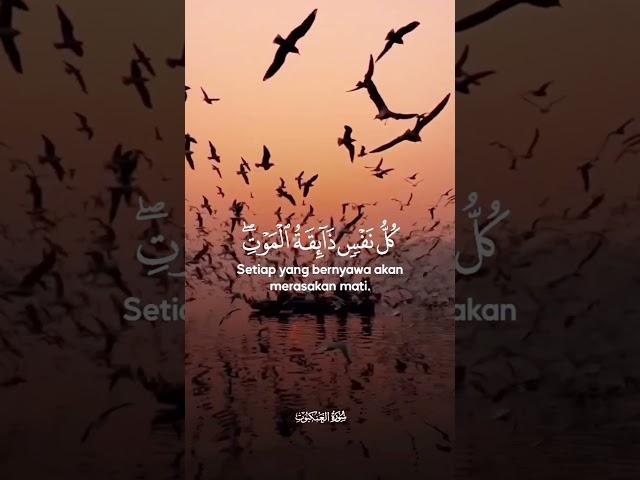 Beauty' of Quran #clips #follow #daily #telewat #qurantilawat #of #sakoonqaalb