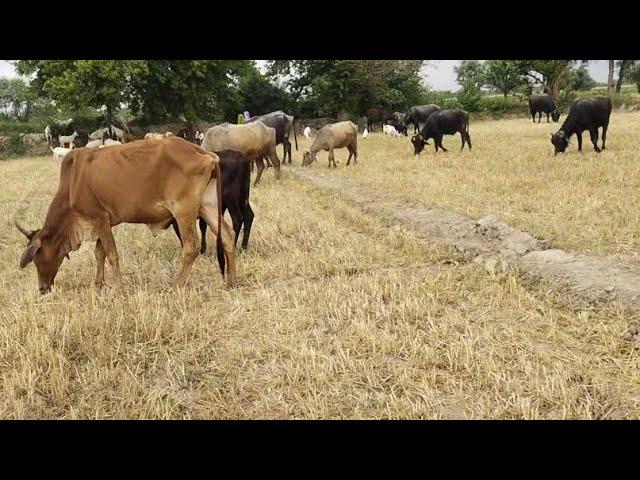 all buffalo and cow eit the grass form