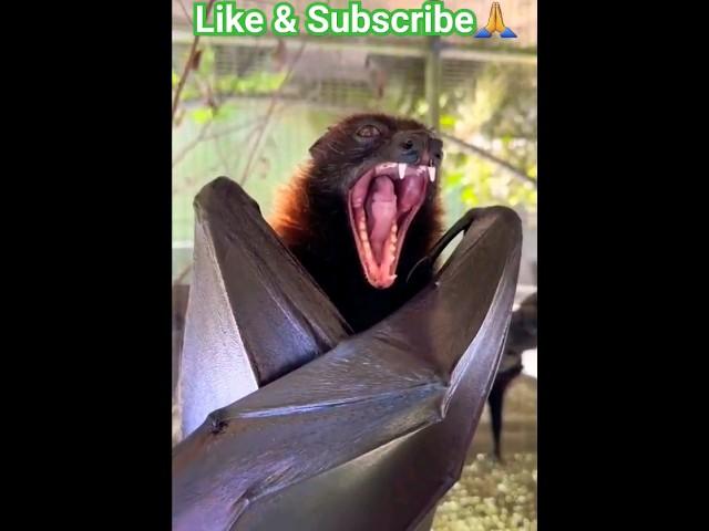 Big Chamakadar || Bats #shortsfeed #bats #batman #trending #viral #nature #birds #ytshorts  #love