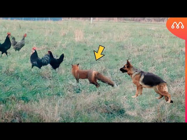 THE FOX DIDN'T KNOW THAT THE DOG WAS PROTECTING THE CHICKENS