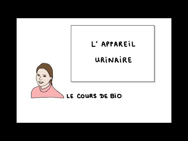 Appareil urinaire : anatomie et physiologie