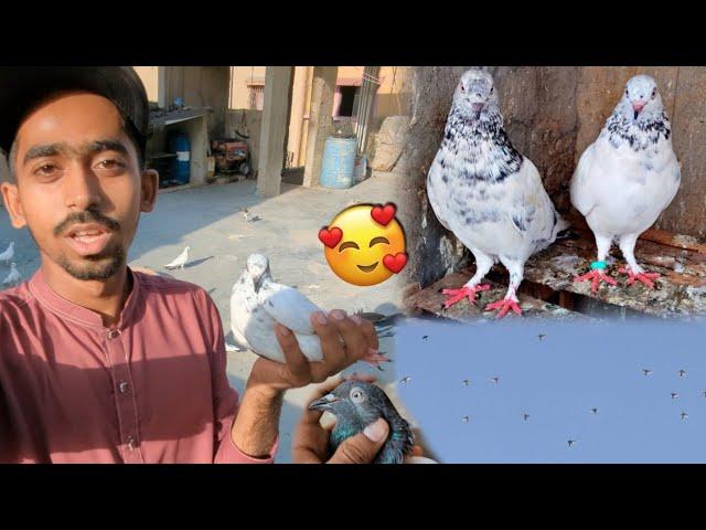 Subha Market Ma Kabootar Sale Kia Dupher Ko 1 Wapis Aa Gea || Kabootar ko virus lg Gea. #PetsVlog