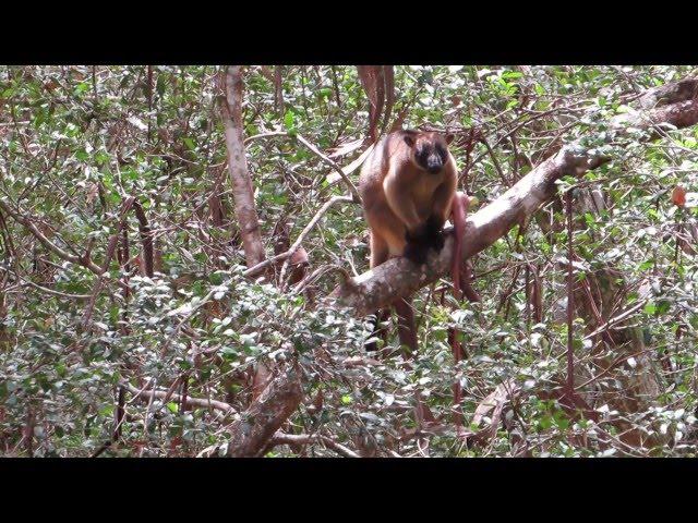 Lumholtz's Tree kangaroo, tail- wagging