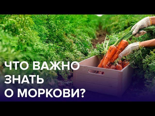 Чем полезна МОРКОВЬ? | Доктор 24