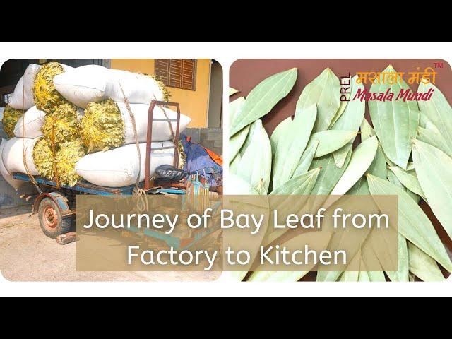 Bay Leaf journey from Factory to Kitchen