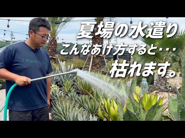 【アガベ】夏の水遣りは"必要"ですが気を付けてほしい事があります!!