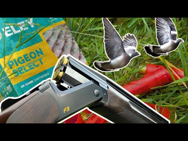 PIGEON SHOOTING on LAYED WHEAT | 100+ BAG DECOYING PIGEONS | THEY DECOYED IN SO WELL!!