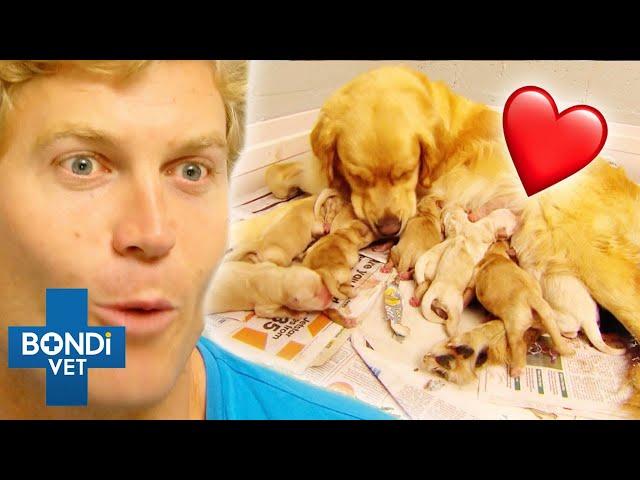 Most Adorable Puppies Being Born ️ Bondi Vet Compilation