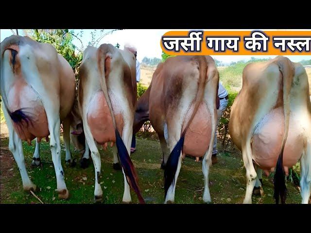 Biggest Udder Cow | Jersey Cow  Breed | Complete Documentary By AJ Cattle info