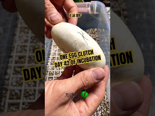 Day 42 of incubating a ball python egg! #molinarosnakelab #ballpythonegg #incubation #kearymolinaro
