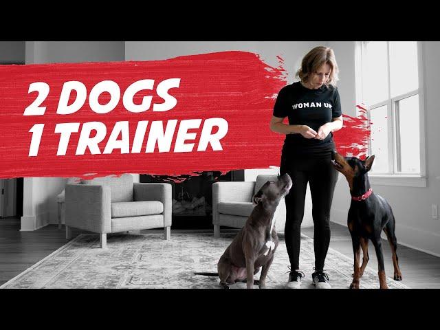 2-Dog Training Session and Tips: Unedited