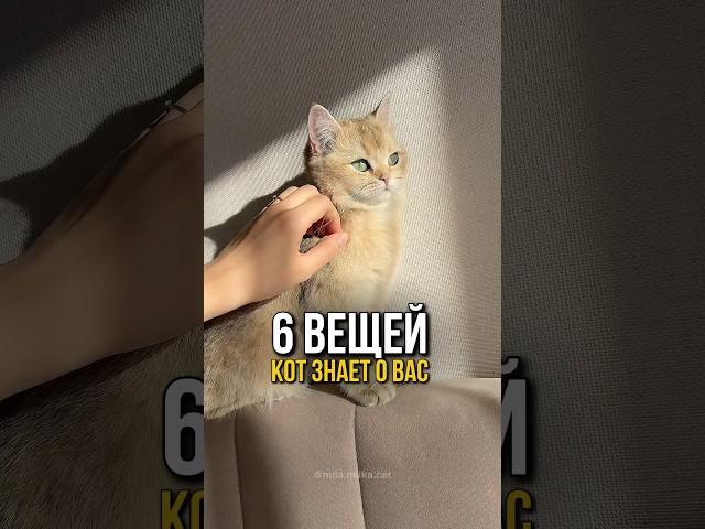 6 вещей которые ваш кот знает о вас, а вы даже не догадываетесь!