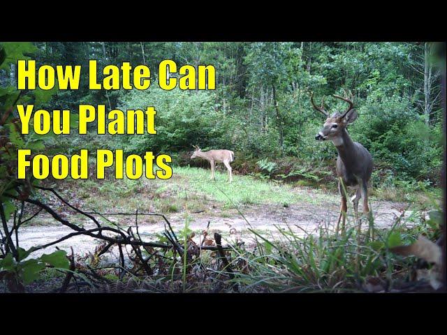 How Late Can You Plant Food Plots For Deer