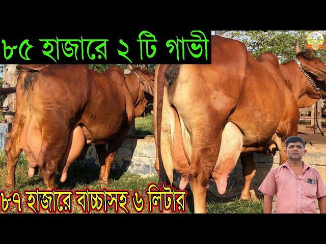 ৮৫ হাজারে ২ টি গাভী। ৮৭ হাজারে বাচ্চাসহ ৬ লিটার। ২ হাজার প্রতিবেদন চ্যালেঞ্জ ! এই দামে কোথাও গাভীনাই