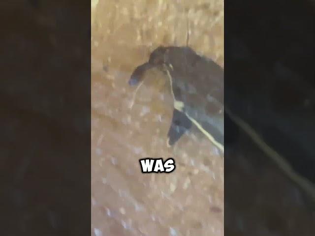 Crawfish fights back against GIANT CATFISH!