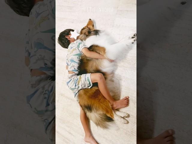 【シェルティ】なぎさと長男