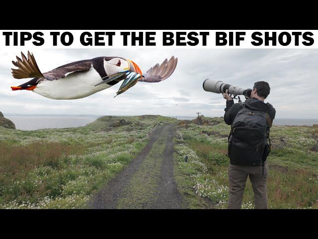 Puffin Photography on Scotland's Isle of May