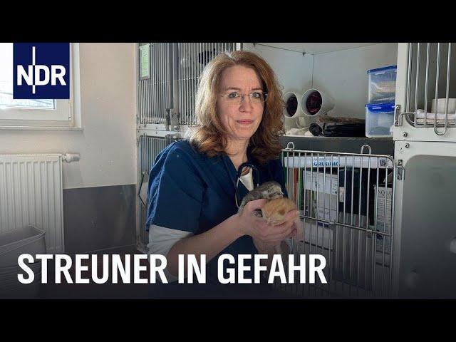 Tierschützer im Einsatz für Straßenkatzen | Die Nordreportage | NDR Doku