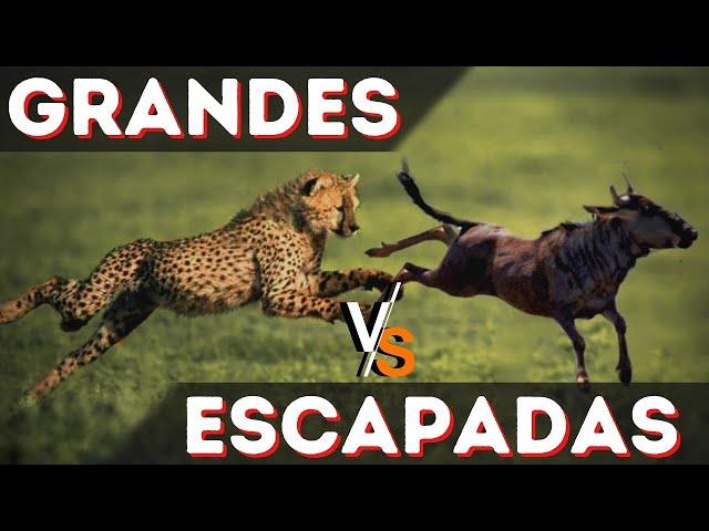 As Grandes escapadas da vida Animal