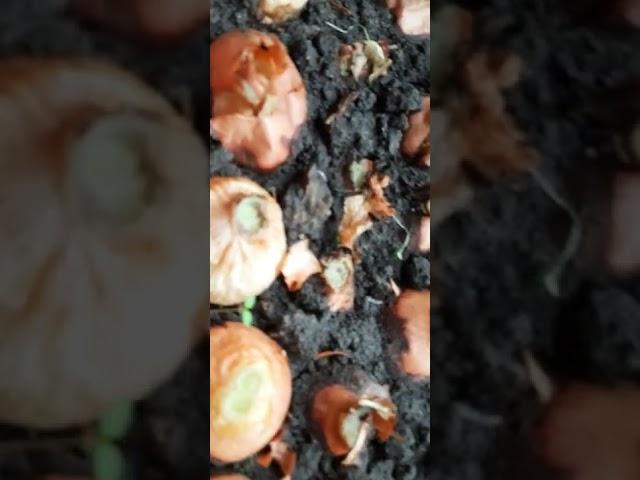 мини хозяйство  с зелёными луком 