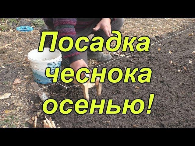 Осенняя посадка чеснока от "А" до "Я". Все тонкости осенней посадки.