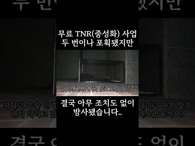 두 번이나 잡고도 아무것도 안 하고 그냥 풀어준 길냥이