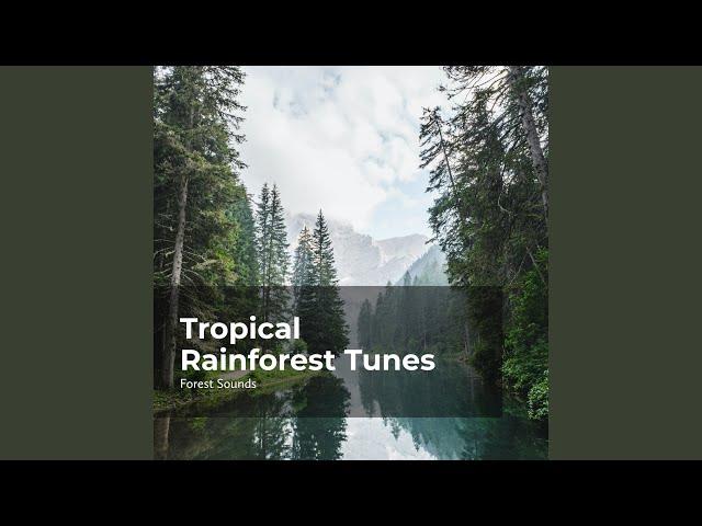 Rain Forest in Rhythm