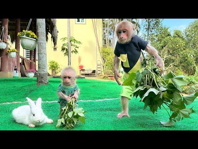 Bibi and lala harvest vegetables to feed the baby rabbits!