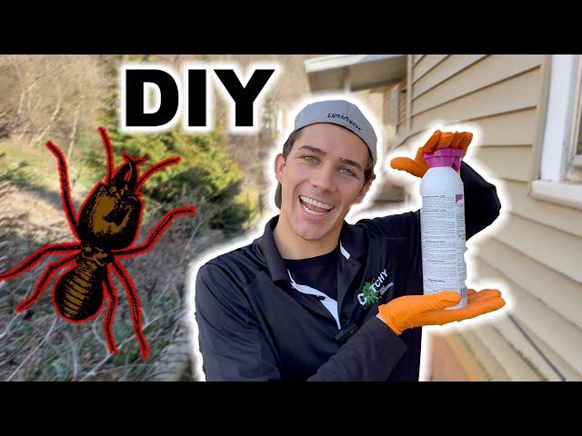 How I Get Rid of Termites for $38