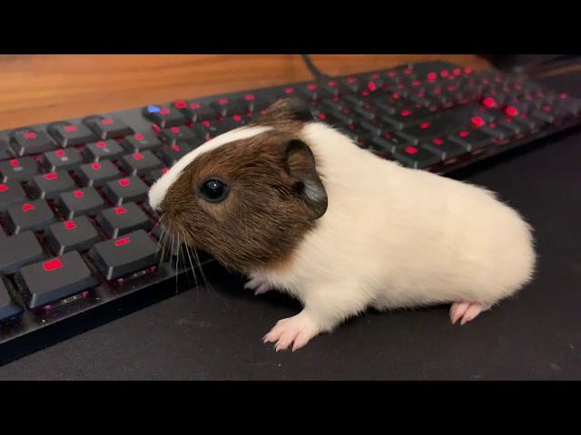 Very Excited Baby Guinea Pig Wheeking Loudly