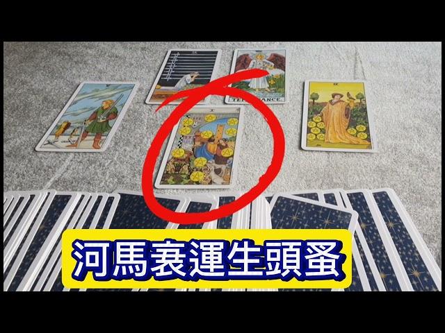 塔羅問事：河馬的頭蚤