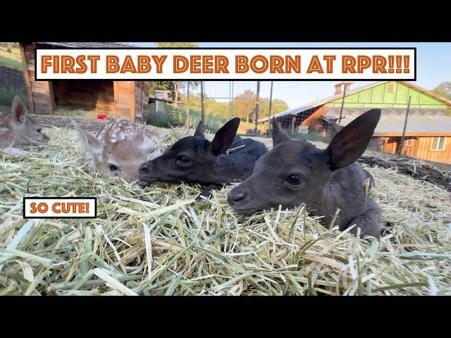 #743 - First Baby Deer Born At RPR...(Triplets!) Continued Work On Retaining Wall With Mini Ex!