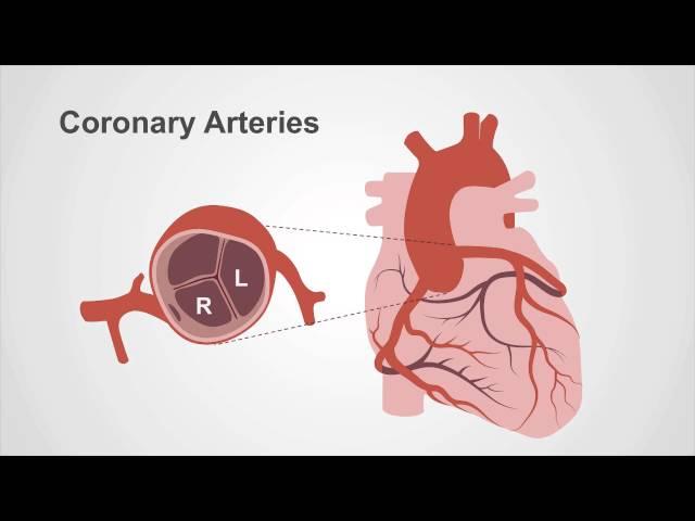 Coronary Circulation Overview: Preparing for Coronary Angiography