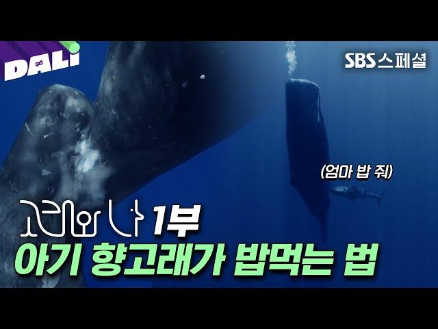 ※국내 최초 공개※ 바다에서 고래는 어떻게 모유를 먹을까? | SBS 스페셜 [고래와 나 EP.01]