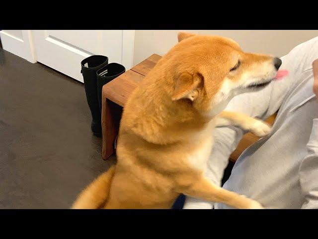 Shiba Inu Excited to Meet Owner After a Long Time