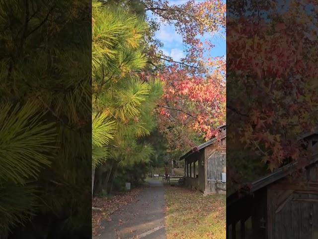 #beautiful #autumn #shorts #fallcolors #nature #views #youtubeshorts #fallcolors #naturelovers