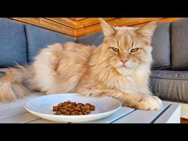 Treat Experiment For Cats!