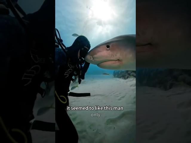 Redemption and Gratitude:A Shark’s Journey of Repayment #shorts #animals #shark #healing #love