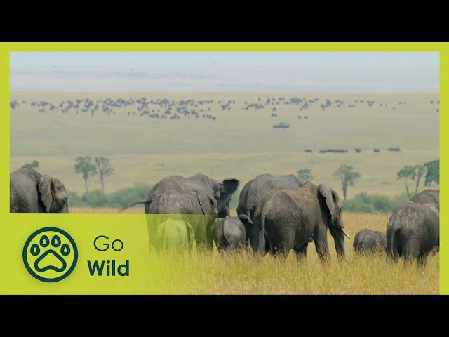 Animal Instincts: Cheetahs of the Serengeti Plain | Go Wild