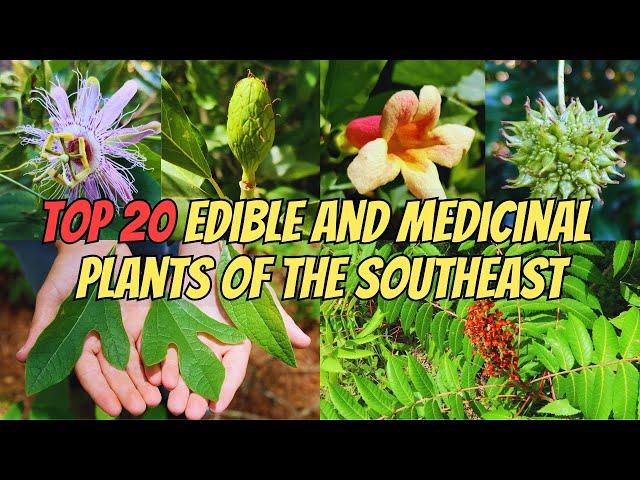 Top 20 Edible and Medicinal Plants of the Southeastern U.S.