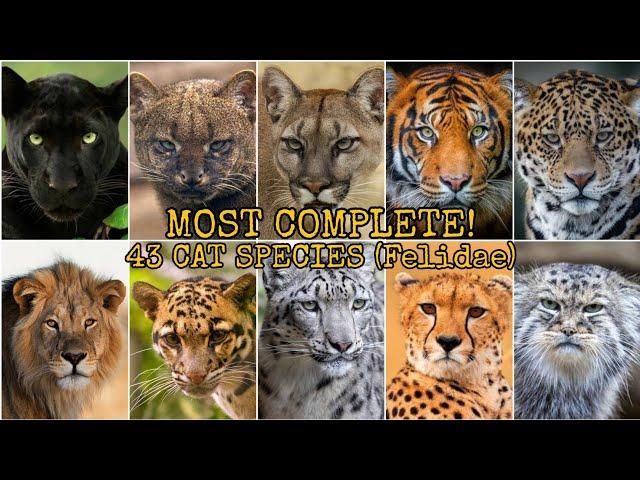 MOST COMPLETE! 43 CAT SPECIES (Felidae)