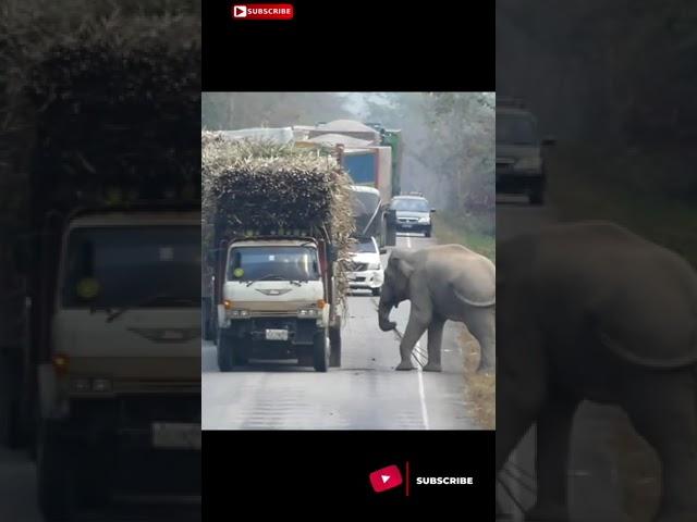 Elephant tries to manage his Lunch #WOBLOGS