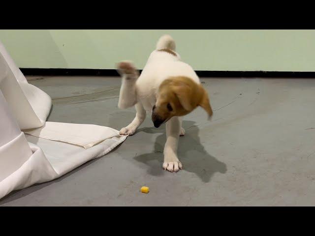 【元保護犬イオくん】なんで犬って食べ物で遊ぶんだろうね