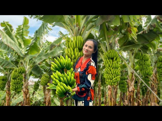 Harvesting bananas  Delicious recipes from bananas of the village | Pink Garden