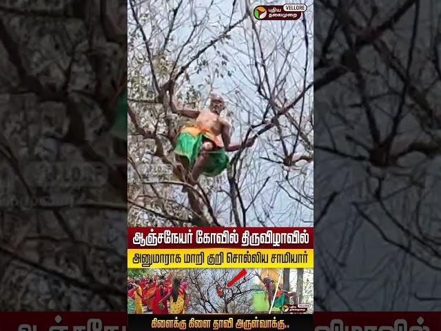 ️ஆஞ்சநேயர் கோவில் திருவிழாவில் அனுமாராக மாறி குறி சொல்லிய சாமியார் ! PT Vellore
