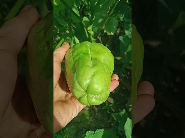 SAYOTE OR CHAYOTE