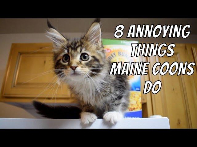 8 Annoying Things Maine Coons Do