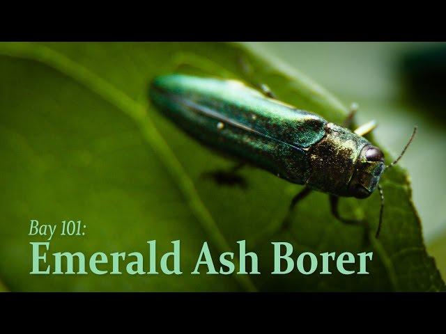 Bay 101: Emerald Ash Borer